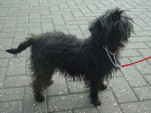 affenpinscher