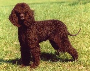 american water spaniel