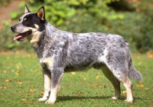 australian cattle dog