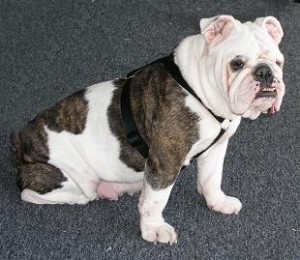 bulldog