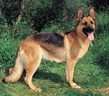 Royal Canin Breed German Shepherd Puppy Hrană uscată