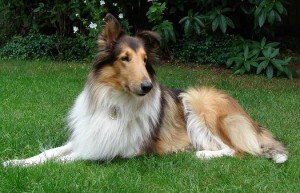 collie