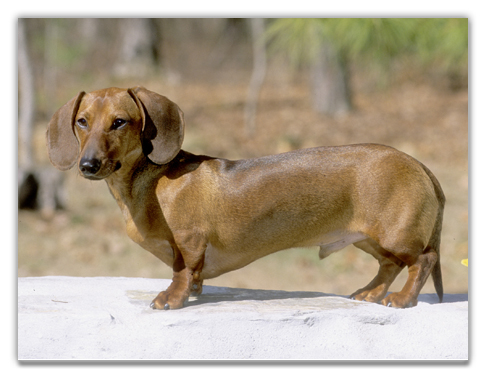 Dachshund