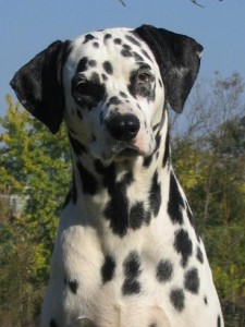 dalmatian